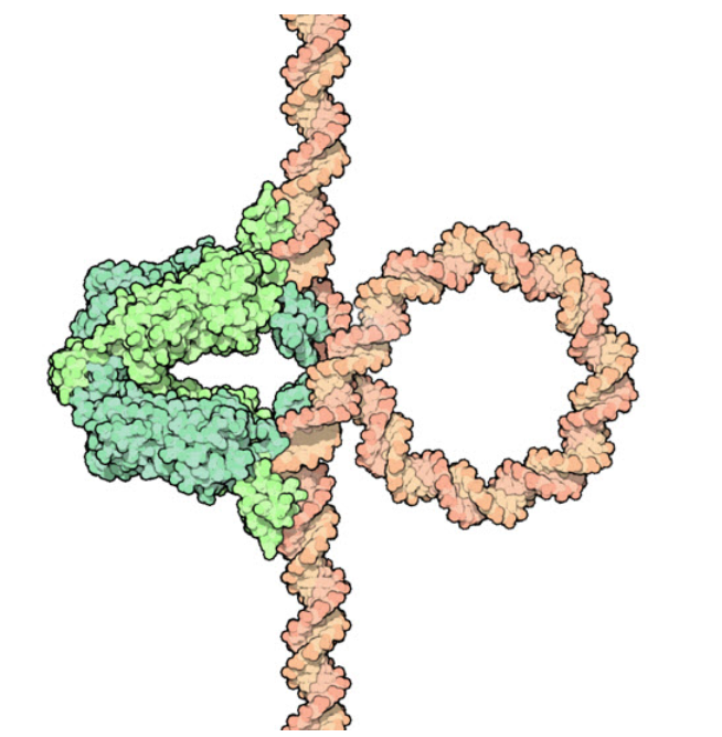 <p>What does this diagram show?</p>