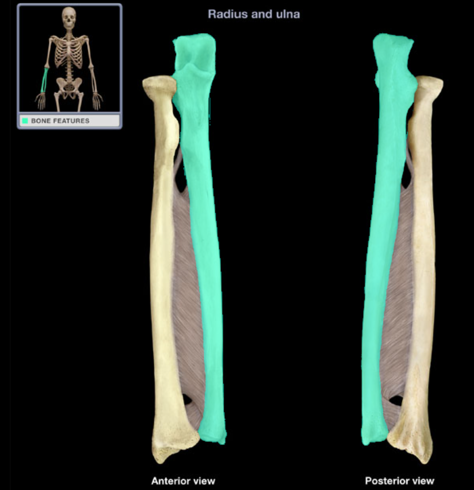 <p>Long thin bone of the forearm</p>