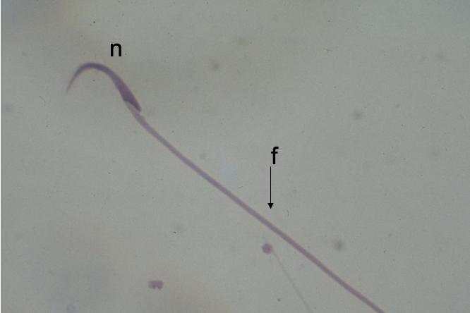 <p>What cell is this?</p>