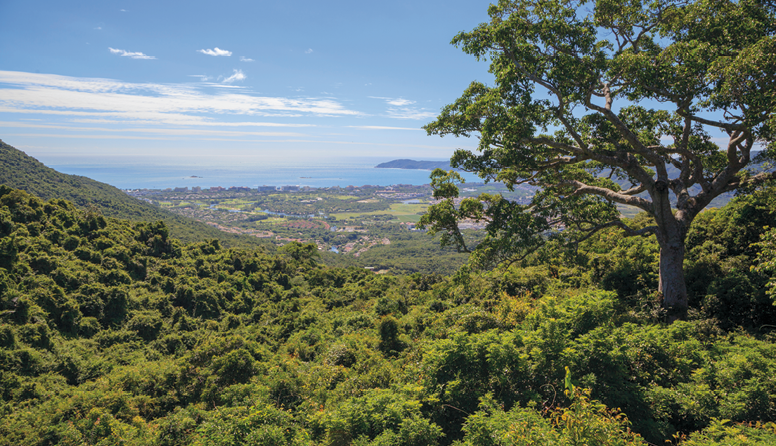 <p><strong>Značilne skupine rastlinstva</strong></p><p>Opiši rastlinstvo na sliki.</p>