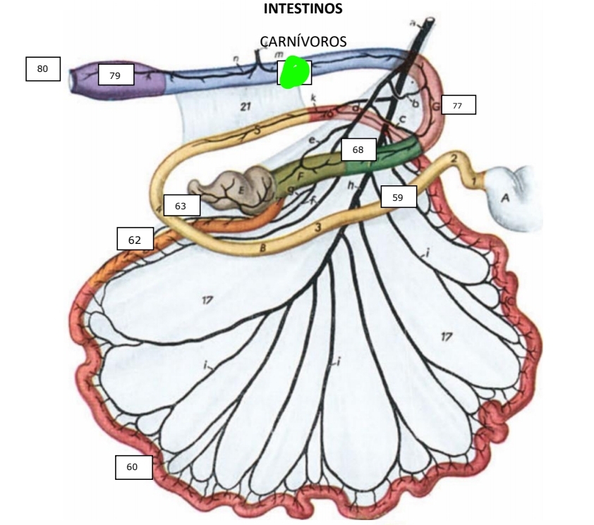 knowt flashcard image