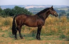 What horse breed?