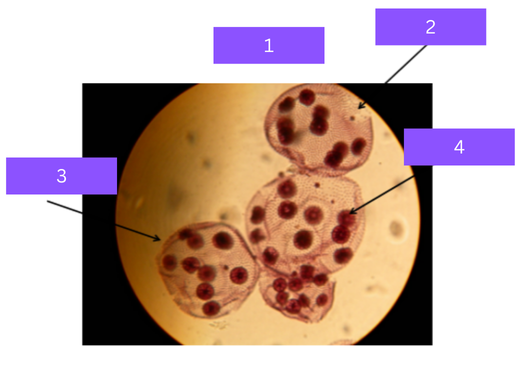 <p>what is 4</p>