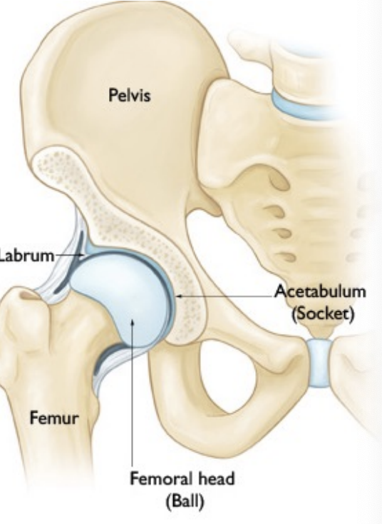 <p>Hip Articulation</p>