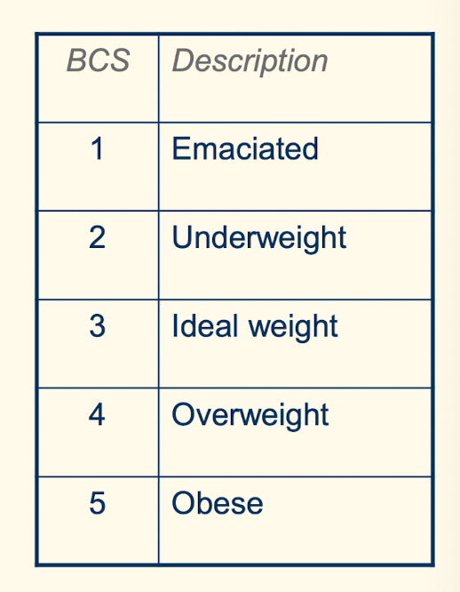 <p>• Weigh - towel on scales - less important than BCS as tumours and cysts may alter weight - making it inaccurate </p><p>• BCS:</p><p>- prominence of:</p><ul><li><p>Ribs</p></li><li><p>Dorsal spinous processes</p></li><li><p>Pelvic bones</p></li></ul><p>- Assessment of abdominal and subcutaneous fat</p>