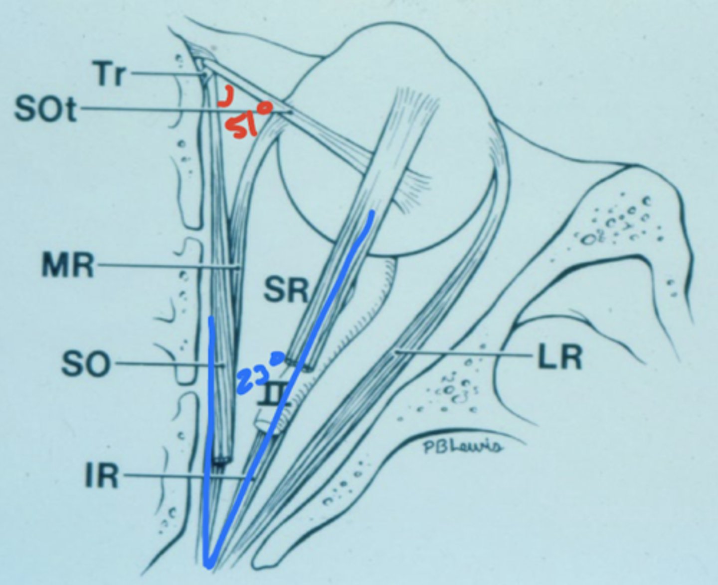 <p>51º</p>