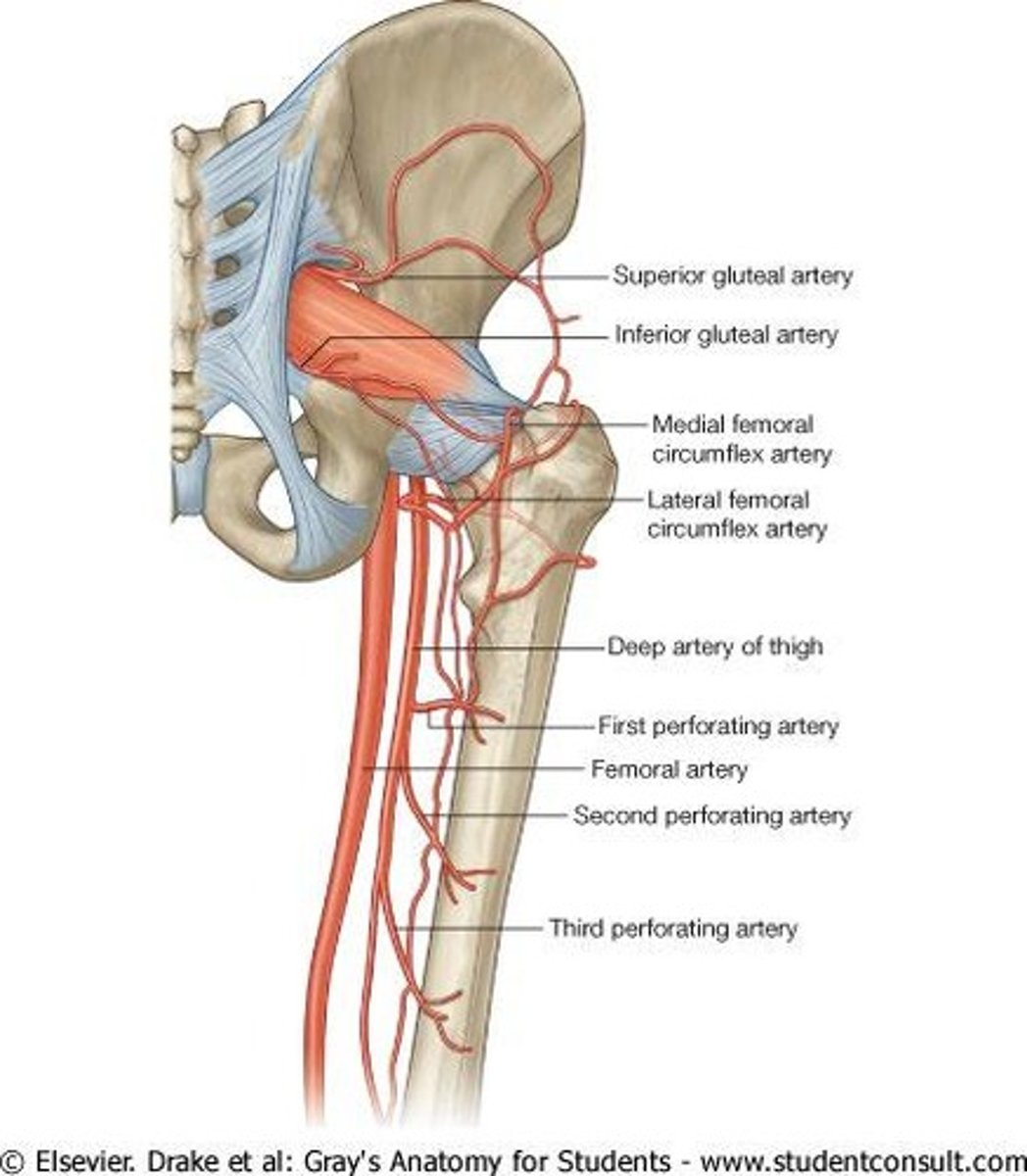 <p>Arterial network located around the proximal femur or hip joint.</p>