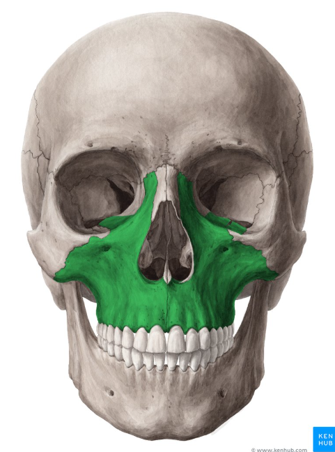 <p>What bone is this?</p>
