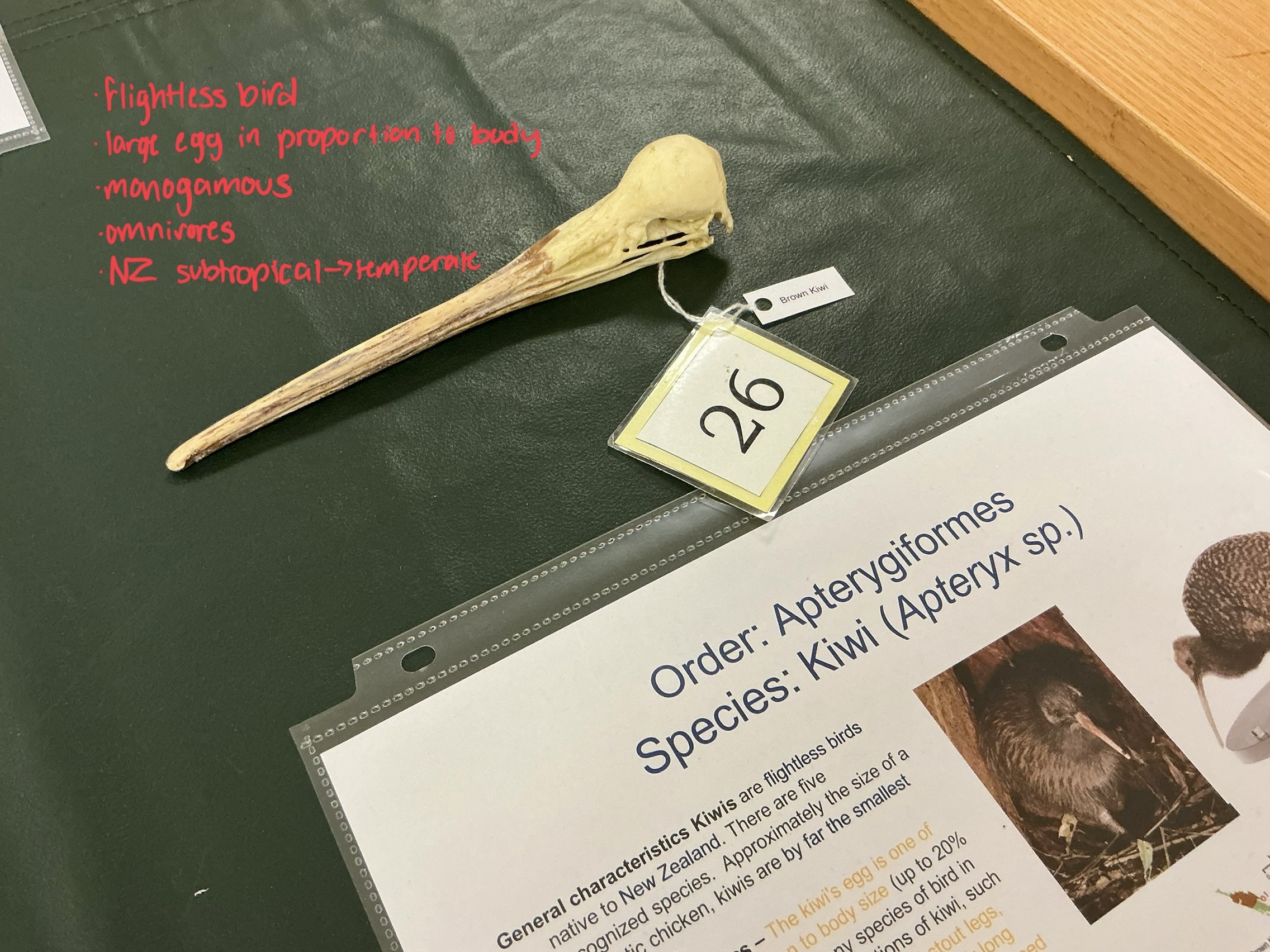 <p>What makes Kiwis unique among ratites?</p>