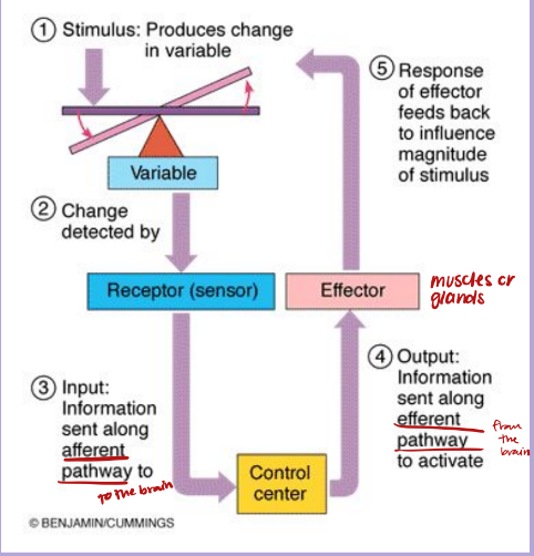 <p>■ Regardless of the factor or event (variable) being regulated, all homeostatic control mechanisms have at least three interdependent components</p><p>– Receptor (stimuli of change is detected)</p><p>– Control center (determines response) BRAIN</p><p>– Effector (bodily response to the stimulus)</p><p>■ Regulation of homeostasis is accomplished through the nervous and endocrine systems</p>