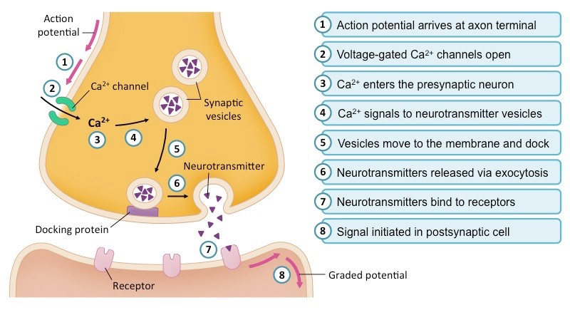 <p>When the action potential arrives at the terminal buttons, it is <strong>depolarized</strong> as Ca<sup>2+</sup> ion channels open, and more Ca<sup>2+</sup> ions are taken in. </p><p>The <u>calcium ions</u> function as a signalling chemical, which activates the pathway that moves vesicles containing the neurotransmitter to fuse with the presynaptic membrane (<strong>exocytosis</strong>). </p><p>The neurotransmitter is released from the fused vesicles &amp; <u>diffuses</u> into the synaptic cleft. </p>