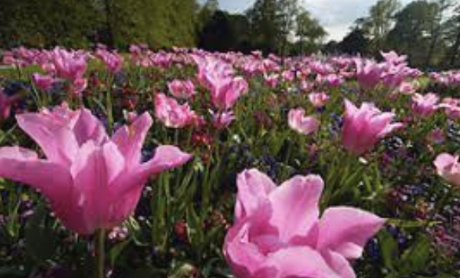 <p>this picture is an example of the monocular cue</p>