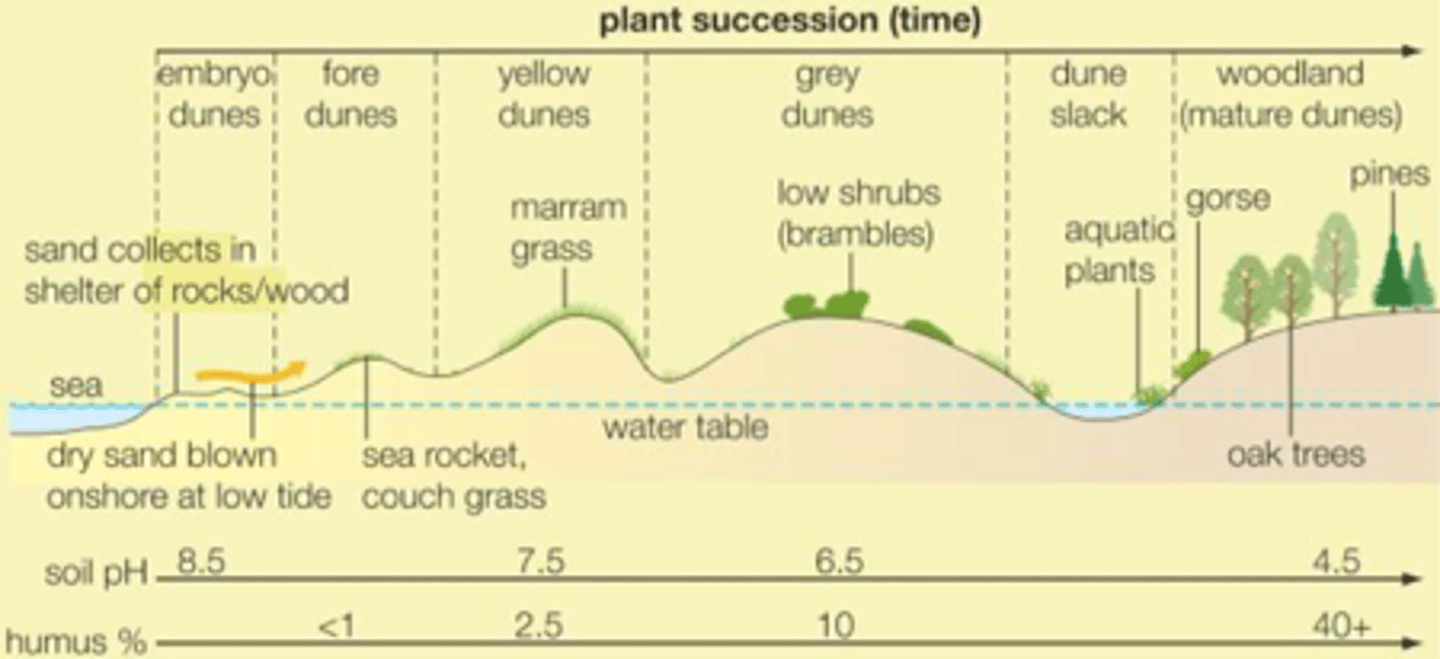 <p>embryo dune, foredune, second large dune, dune pasture, carr woodland</p>
