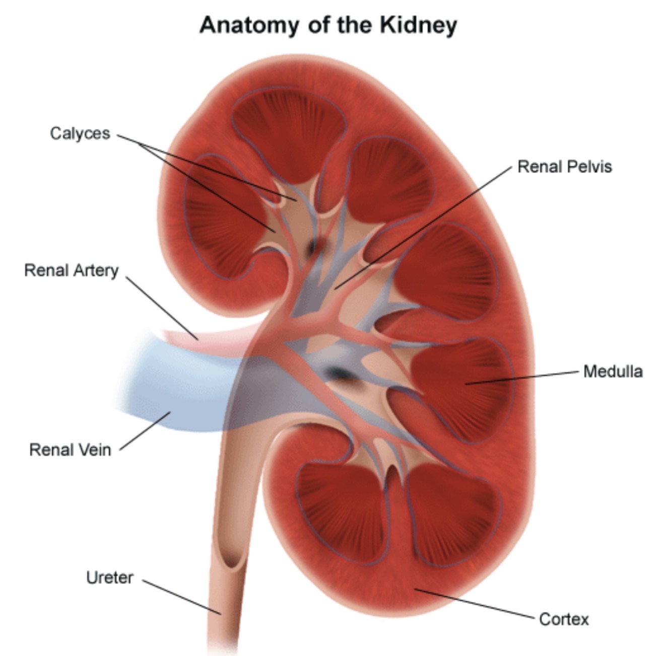 <p>Renal pelvis - middleish top part</p><p>Ureter- long part in bottom</p><p>Medulla- petal looking things</p><p>Cortex- shiz around</p><p>Renal artery - the pink shiz coming out of it</p><p>Renal vein - blue shiz coming out of it</p><p></p>