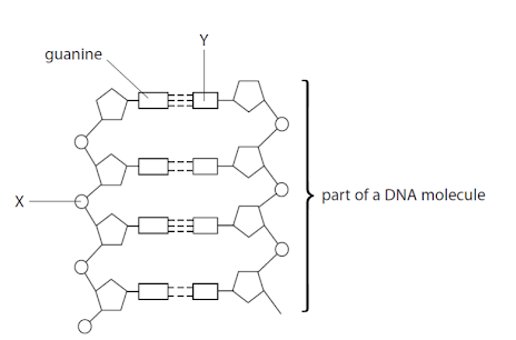 <p><span>Component Y is a . . .&nbsp;</span></p>