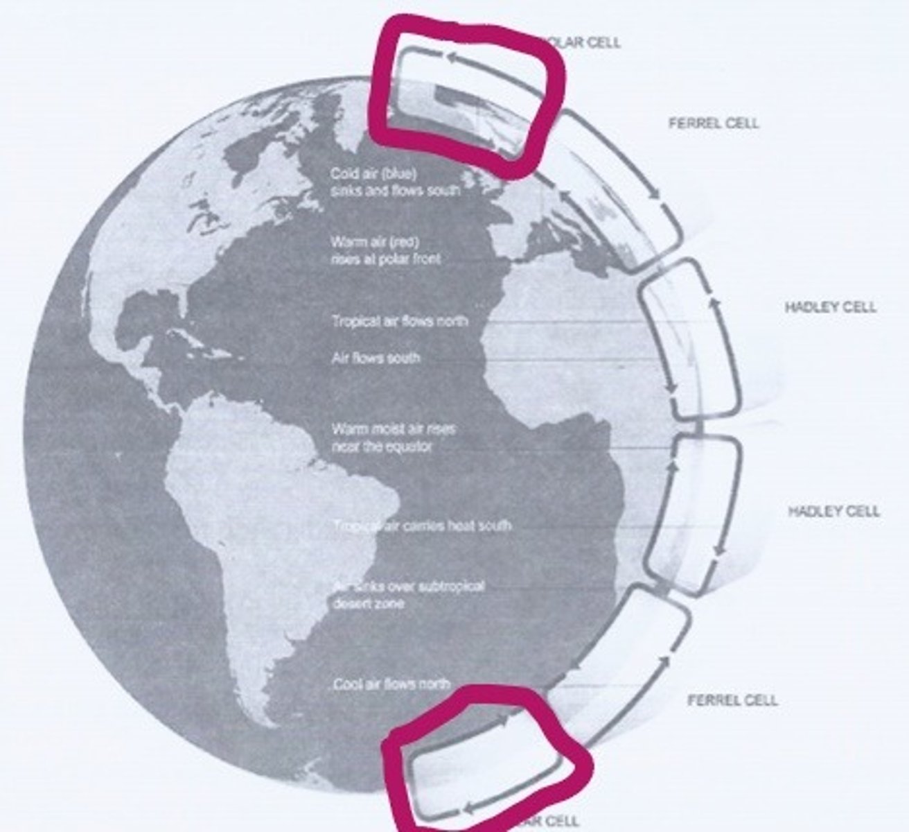 <p>extend from between 60 and 70 degrees north and south, to the poles</p>