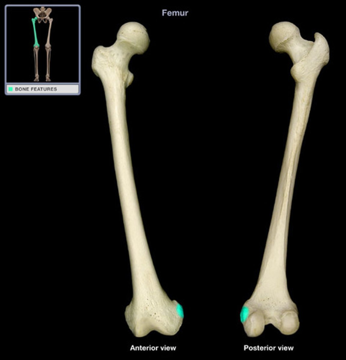 <p>medial elevation on the distal end of the femur superior and medial to the medial condyle</p>