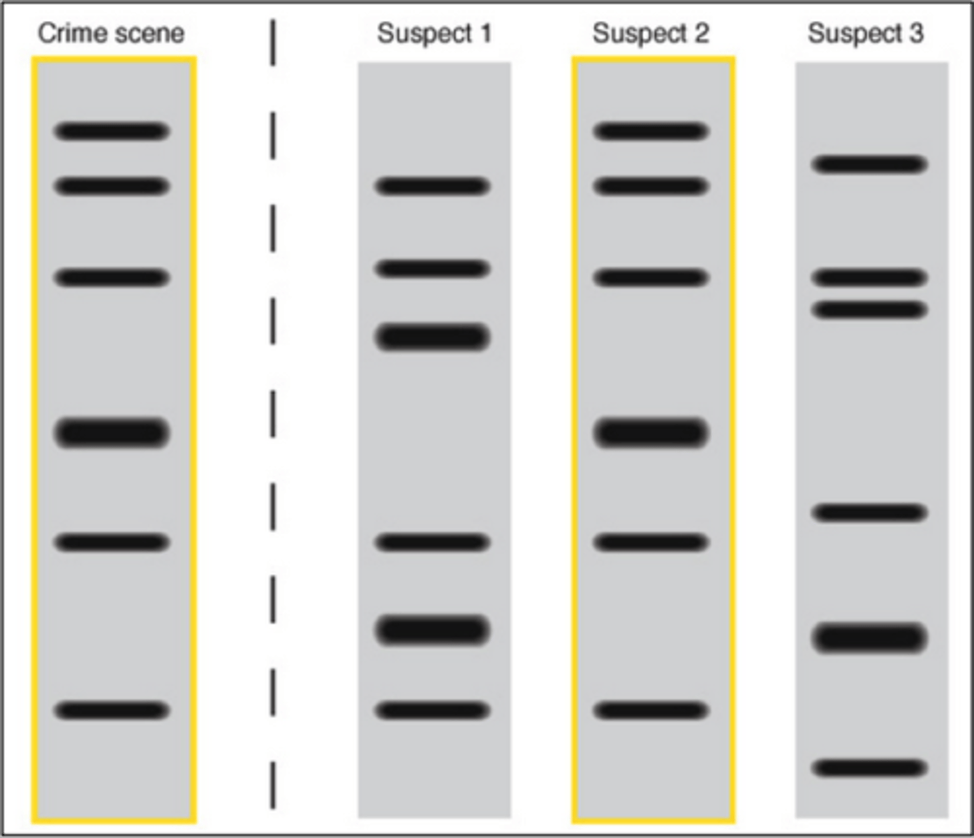 <p>pattern of DNA fragments obtained by analyzing a person's unique sequences of noncoding DNA</p>