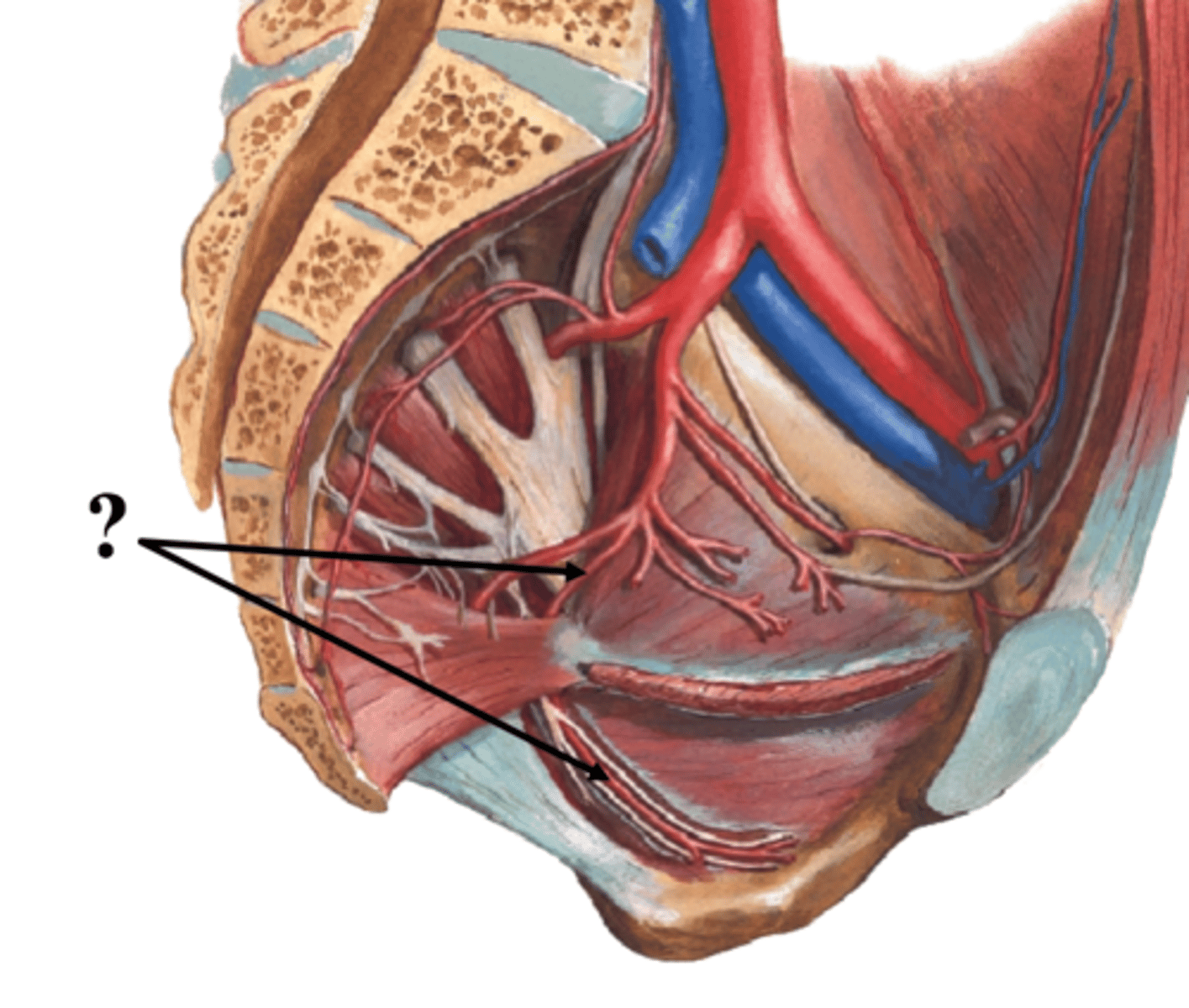 <p>What is the Internal pudendal artery of the anterior division of the pelvis supply? What does it PASS through? </p>