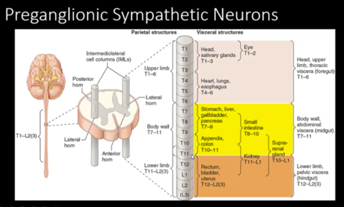<p>Sympathetic Nervous System</p>