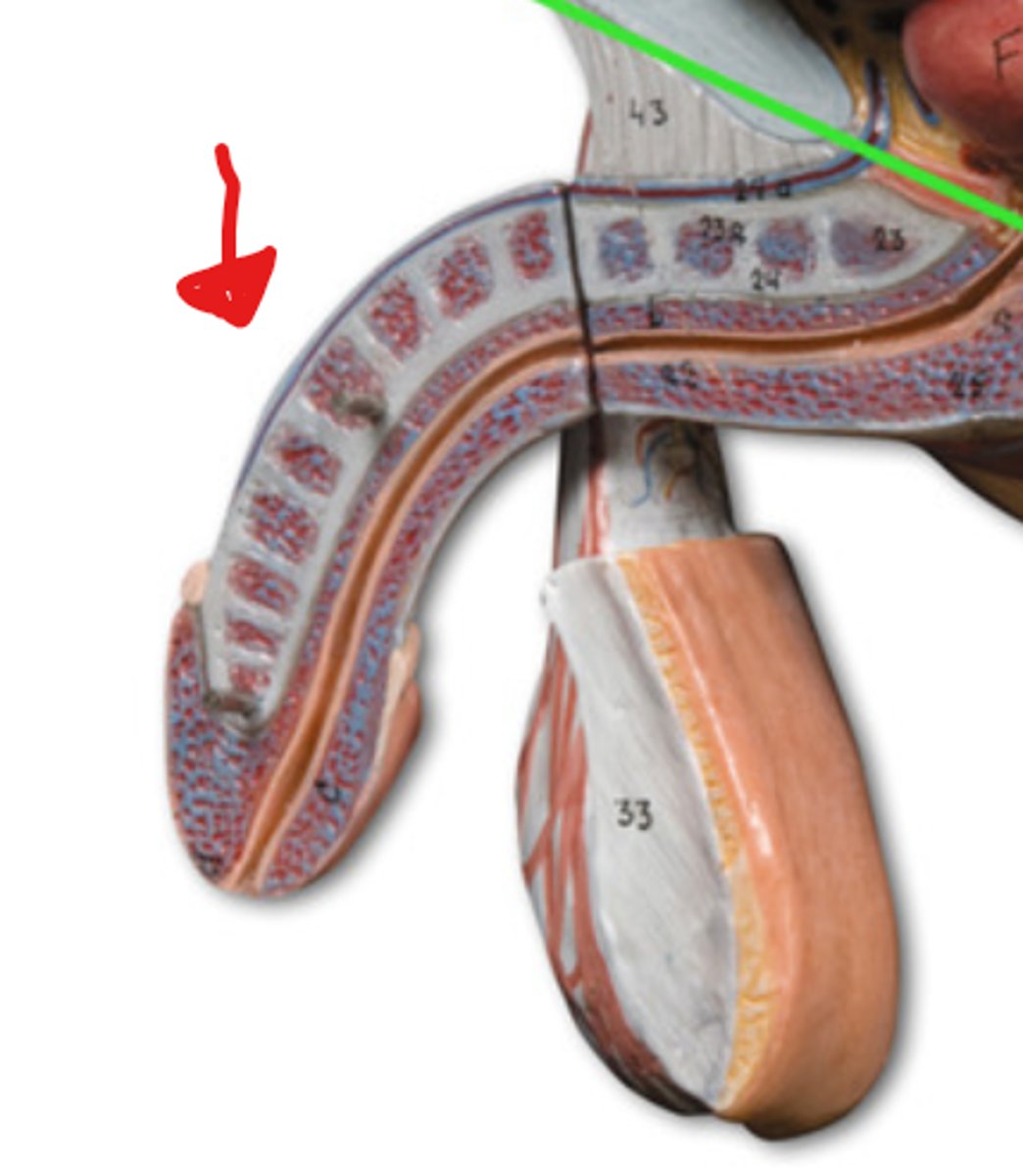 <p>Male external reproductive organ that delivers sperm into the female reproductive tract.</p>