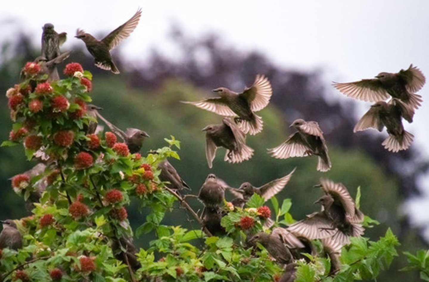 <p>a flowing or pouring in; arrival in massive numbers</p>