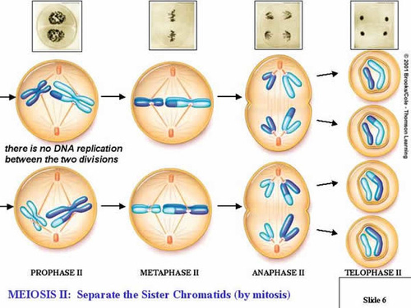 <p>- Reproduction process that splits the sister chromatids and results in haploid cells<br>- Occurs with 23 chromosomes</p>