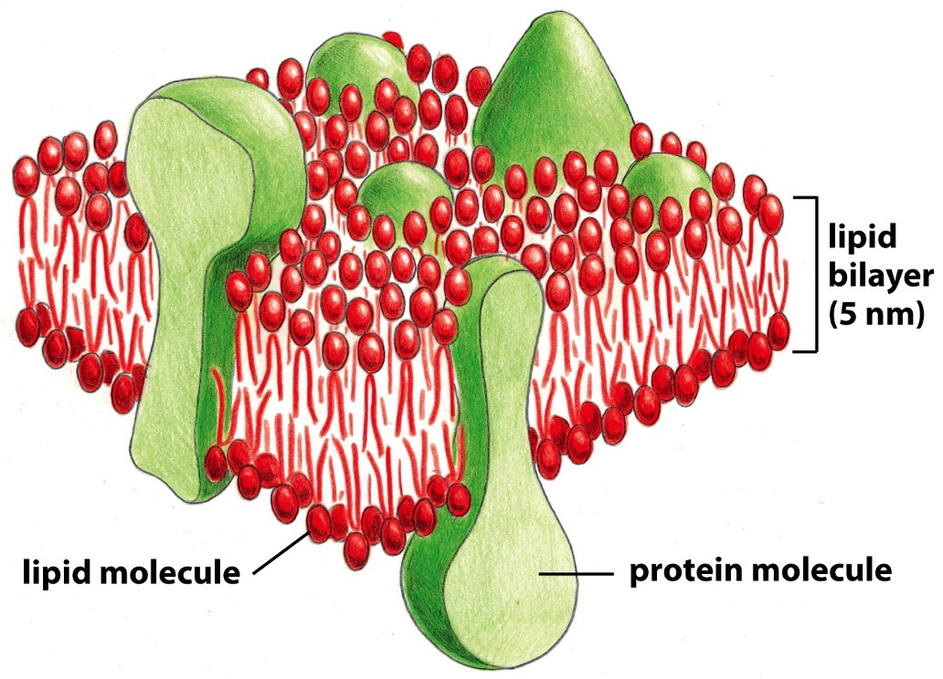 Lipid bilayer, gives basic fluid structure. The protein molecules are structural links which function in transport, can be receptors of ligands.