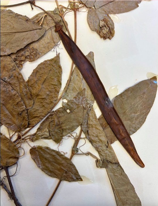 <p>Bignoniaceae</p><p><em>Bignonia</em></p>