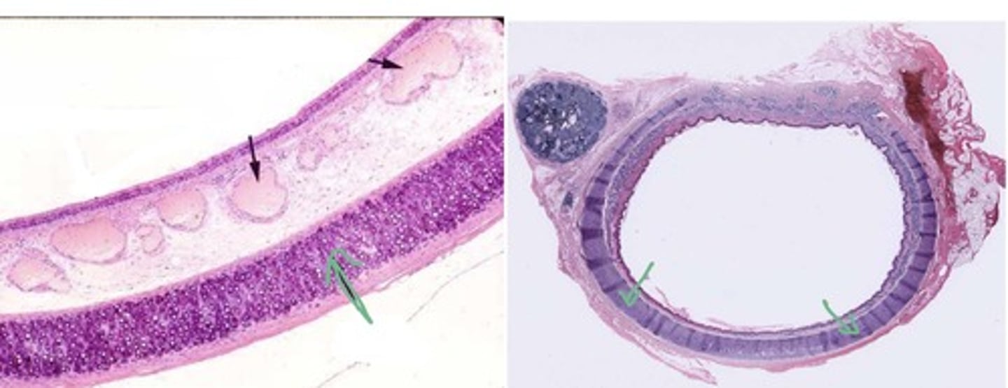 knowt flashcard image