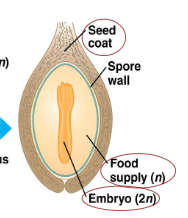 <p>embryo, food supply, seed coat (embryo is 2n)</p>