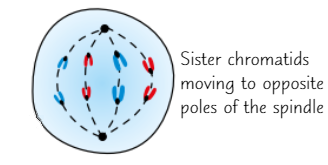 <ul><li><p><strong>Centromeres divide</strong> → sister <strong>chromatids separate</strong></p></li><li><p><strong>Spindles contract</strong> → pulls chromatids to <strong>opposite poles</strong> of <strong>spindle</strong>, centromere first</p><ul><li><p>Makes chromatids appear <strong>v-shaped</strong></p></li></ul></li></ul><p></p>