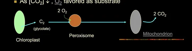 <p>when there is high oxygen content, plants will begin to use oxygen as a reactant than carbon dioxide</p><ul><li><p>Rubisco will bind of O2 rather than CO2 </p></li></ul><p></p>