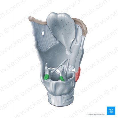 <p>“Cat ear” cartilage superior to thyroid cartilage (posterior side)</p>