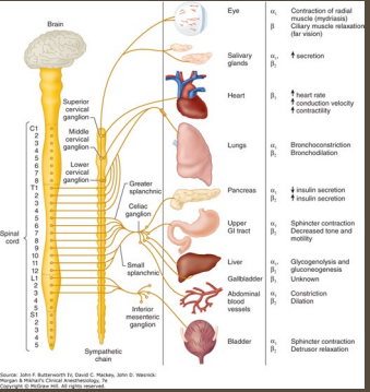 <p><strong>Sympathetic Nervous System</strong></p><p>-”Fight or flight”</p><p>-Generally _________ → the primary NT is _____________</p><ul><li><p>Increases heart rate and BP, bronchodilation, mydriasis, and stimulates ___________</p></li><li><p>_______ digestion and urination</p></li></ul><p>-Ganglia _____ to the CNS </p><p>-Controls body __________ during __________ and excitement </p><p></p>