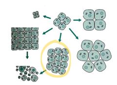 <p>Metaplasia</p>