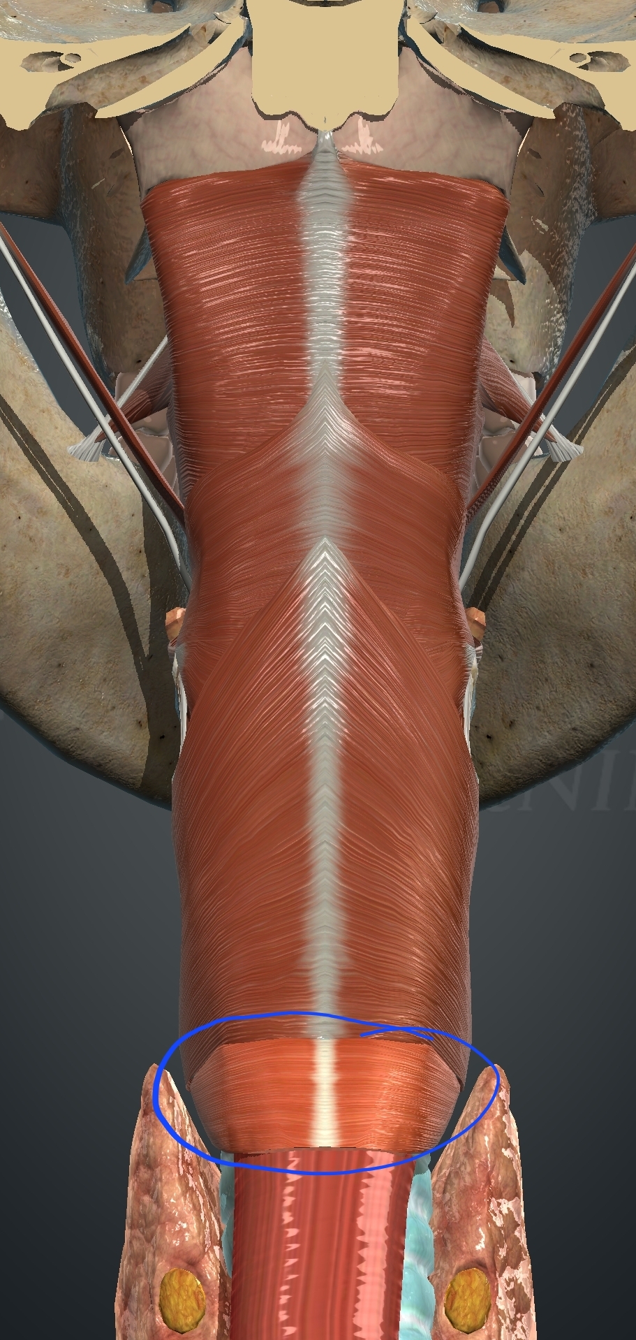 <p>What muscle is this?</p>