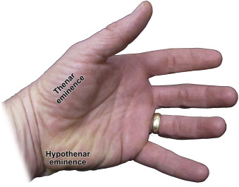 <p>thenar is on palm, hypothenar near pinky</p>