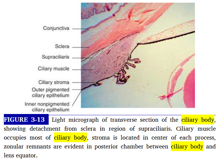 <p>supraciliaris layer of ciliary body </p>