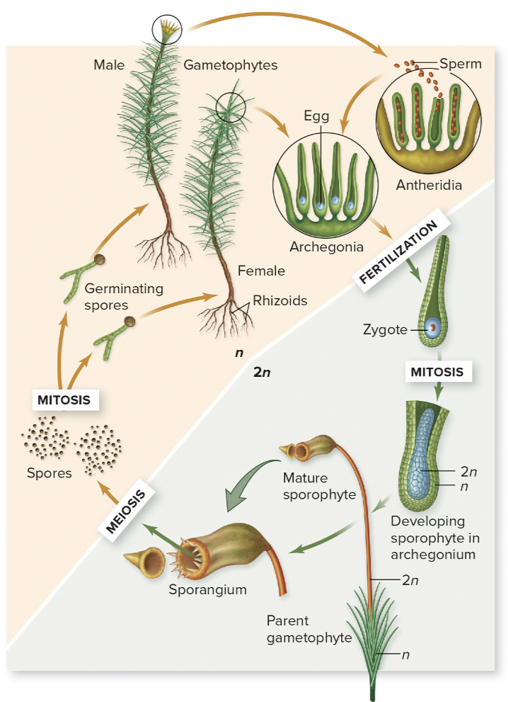 <p>germinate, flagellated sperm, archegonia, sporophyte, sporangia</p>