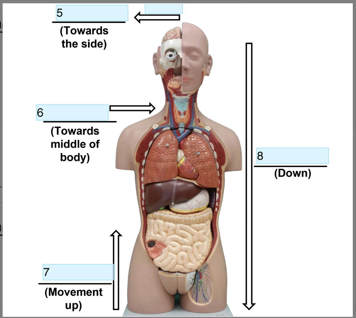 <p>Identify Directional term In 6</p>
