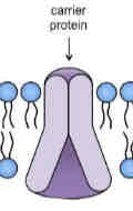 <p>allow the passage of specific ions and molecules across the membrane </p>