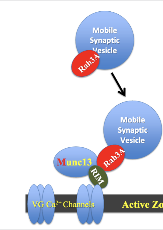 Rab3A = GTP-binding protein that attaches to the vesicle and helps capture it to the active zone

Munc13/RIM = crosslinks with Rab3A to bring the vesicle to the active zone