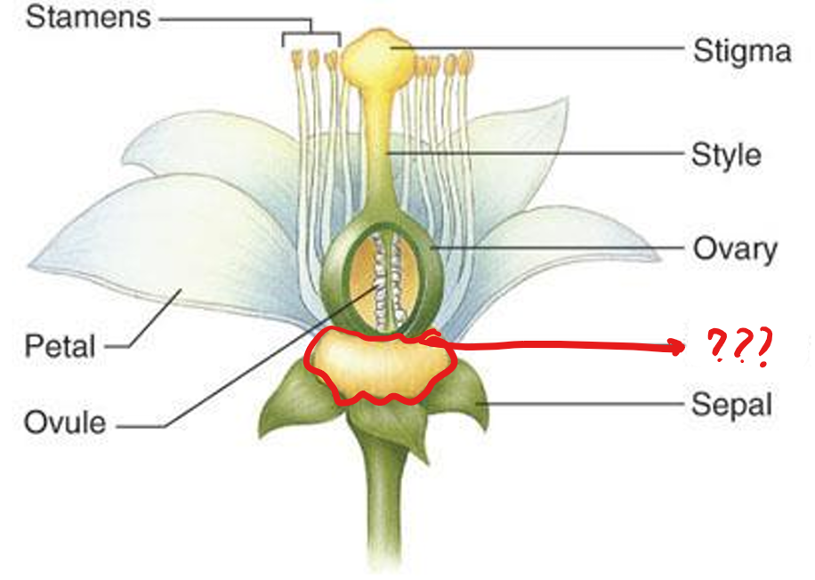 <p>a flower organ that secretes nectar; observed in orange blossoms</p>
