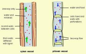 2 types of vascular tissue
-𝘅𝘆𝗹𝗲𝗺 distributes water and dissolved minerals upward through the plant, from the roots to the leaves. 
-𝗽𝗵𝗹𝗼𝗲𝗺 carries sugars downward from the leaves to the roots.