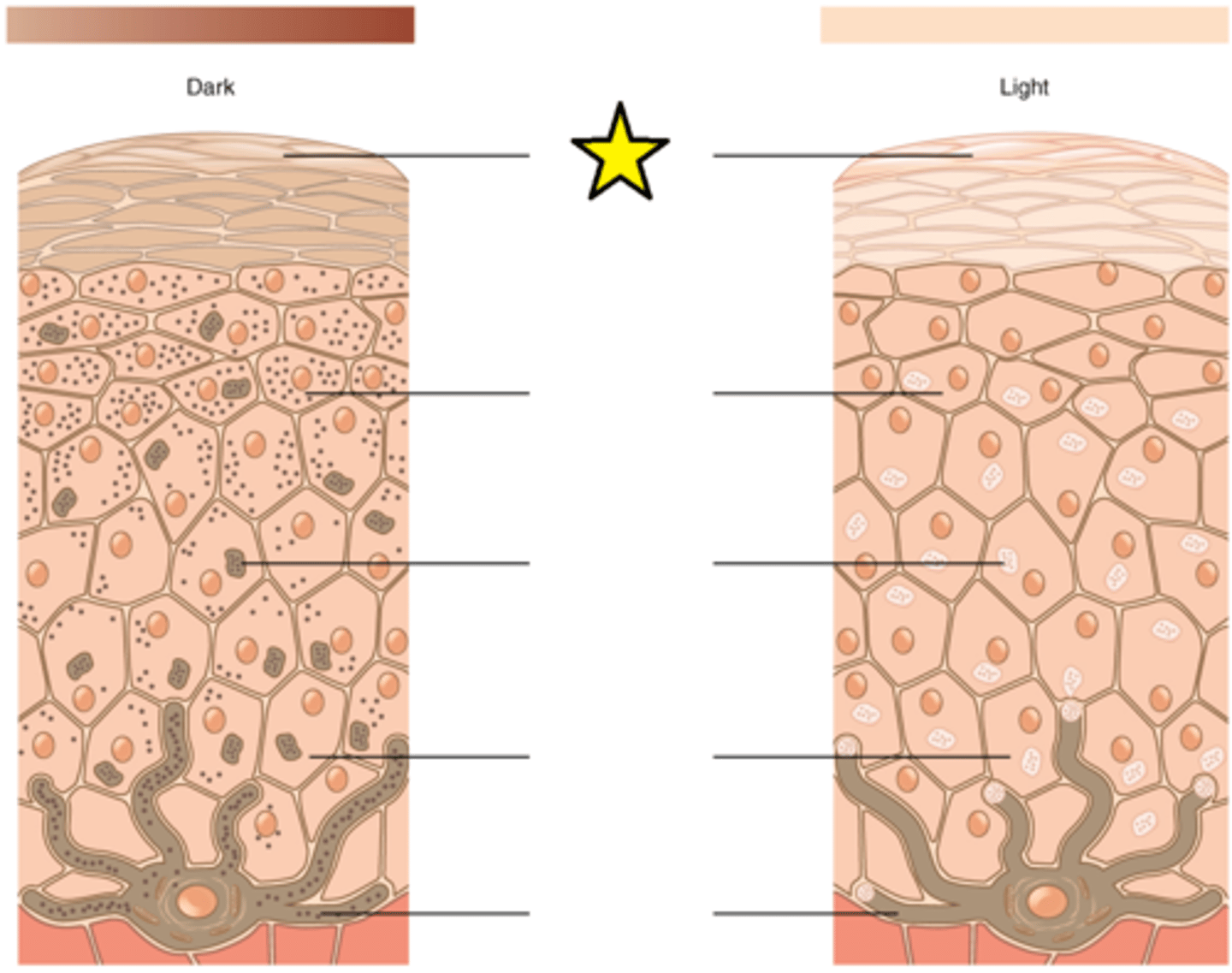<p>The apical layer of the skin.</p>