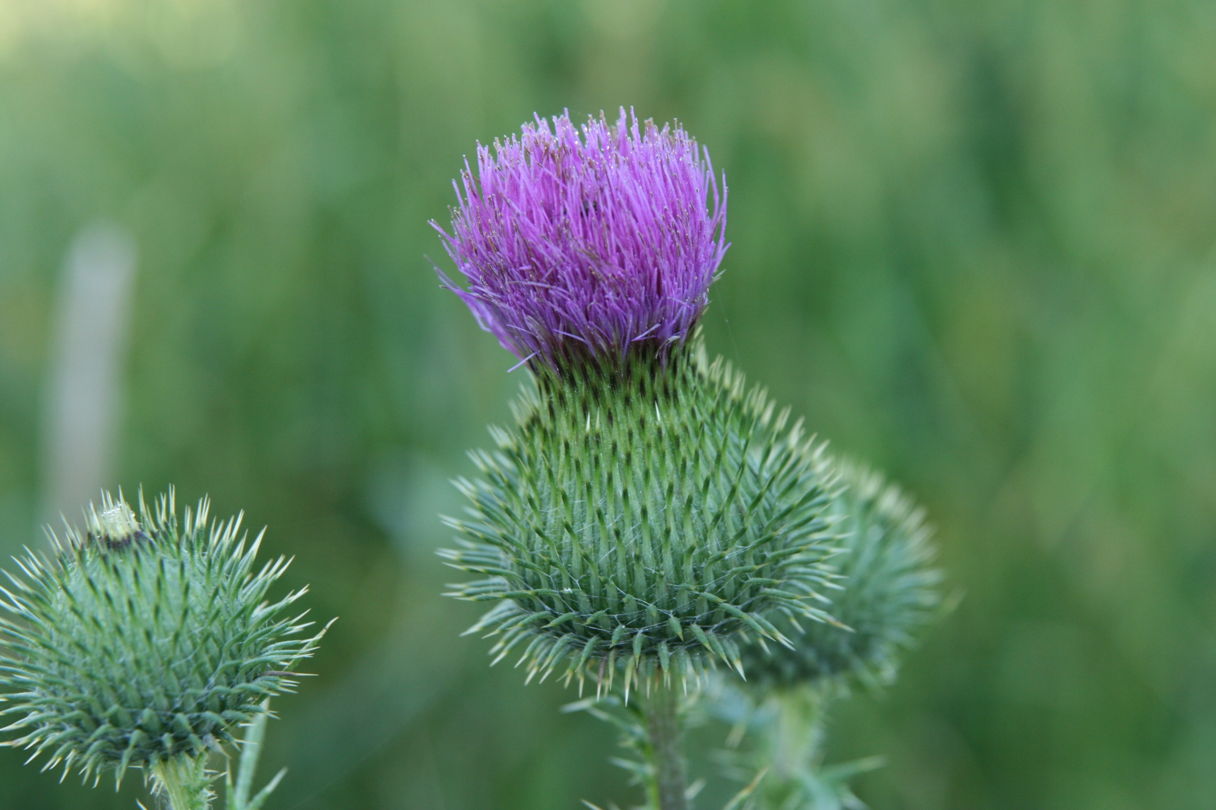 <p>Cirsium Vulgare</p>
