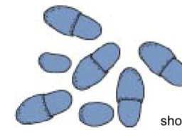 <p>Bottle shaped, thick walled, monopolar budding </p>