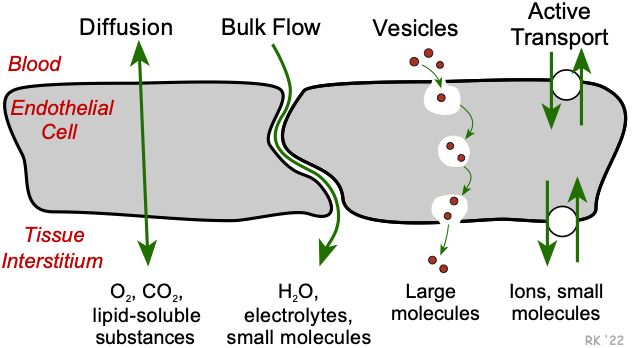<p><span style="color: rgb(255, 105, 180);"><strong>Diffusion (most common):</strong></span></p><ul><li><p>O2 and CO2 move between capillaries and tissues</p></li><li><p>Small, lipid-soluble molecules (e.g., O2, CO2)diffuse directly through endothelial plasma membranes. </p></li><li><p>Water-soluble substances (e.g., glucose, ions) pass through gaps, pores (fenestrations), or intercellular clefts.</p></li></ul><p><span style="color: rgb(255, 105, 180);"><strong>Filtration:</strong></span></p><ul><li><p>High blood pressure at the arterial end of the capillary forces water and solutes out into tissues</p></li><li><p>Lower pressure at the venous end allows blood to draw fluid back in</p></li><li><p>protein and blood cells remain in the capillaries</p></li><li><p>plasma passes through capillary wall</p></li></ul><p><span style="color: rgb(255, 105, 180);"><strong>Osmosis:</strong></span></p><ul><li><p>the movement of plasma and ions through the capillary wall due to blood pressure is balanced by the movement of fluid back into the capillary due to osmotic pressure</p></li><li><p>this osmotic pressure results from an increase in the concentration of the blood as it passes through the capillary</p></li></ul><p></p>