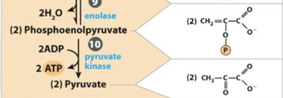 <ul><li><p>forms ATP from PEP</p></li><li><p>generates 2 ATP per glucose</p></li><li><p>keto-enol tautomer intermediate</p></li><li><p>irreversible and favored</p></li></ul><p></p>